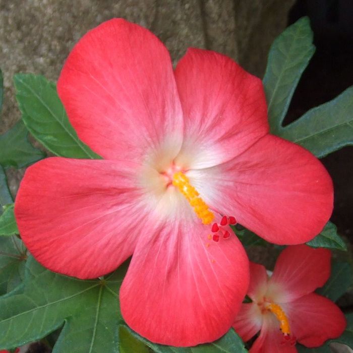 hibiscus