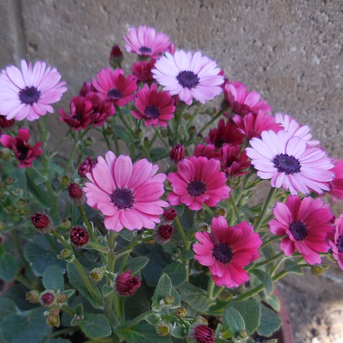 cineraria