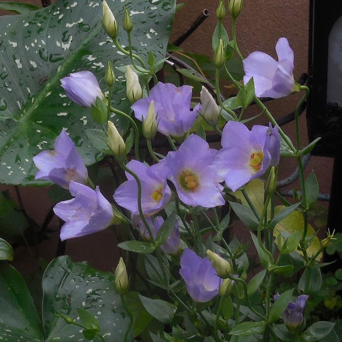 kikyou