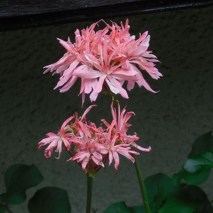azisai