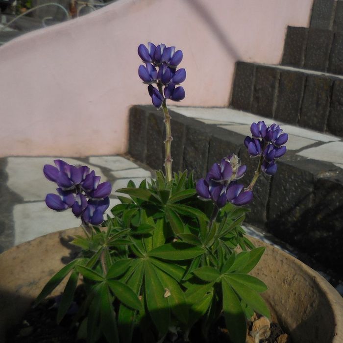 primula