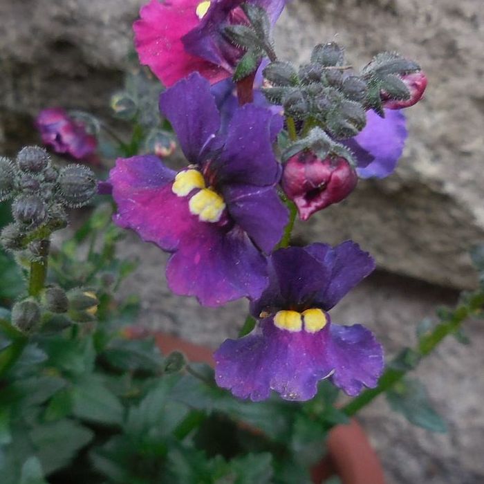 nemesia