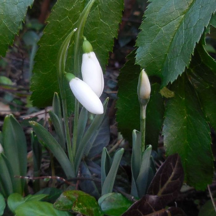 snowdrop